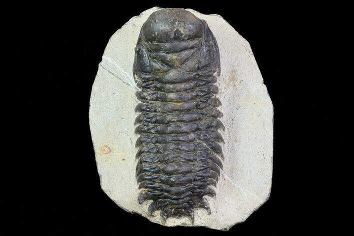 Bargain, Crotalocephalina Trilobite Fossil #67878